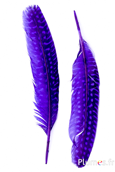 Pintade - 16-20 cm - violet